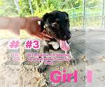 Small Labrador Retriever Mix