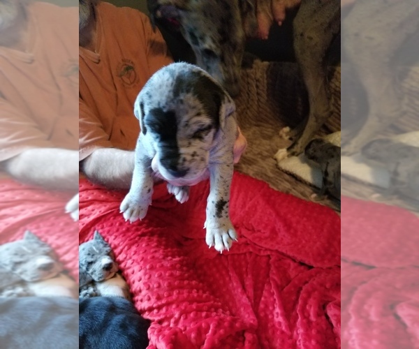 Medium Photo #1 Great Dane Puppy For Sale in COLRAIN, MA, USA