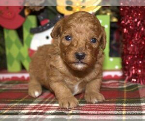 Poodle (Toy) Puppy for sale in HUTCHINSON, KS, USA