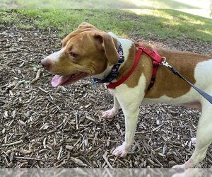 American Pit Bull Terrier-Beagle Mix Dogs for adoption in Waterford, VA, USA
