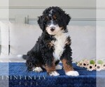 Small #1 Bernedoodle (Miniature)