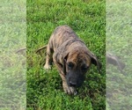 Small Photo #8 Great Dane Puppy For Sale in LEANDER, TX, USA