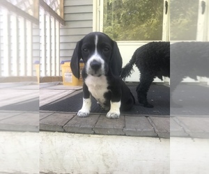 Beagle Puppy for sale in WILLIAMSON, NY, USA