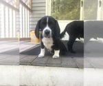 Small Photo #1 Beagle Puppy For Sale in WILLIAMSON, NY, USA