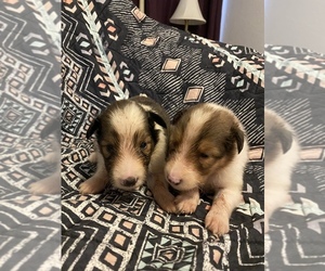 Shetland Sheepdog Puppy for sale in BICKNELL, IN, USA