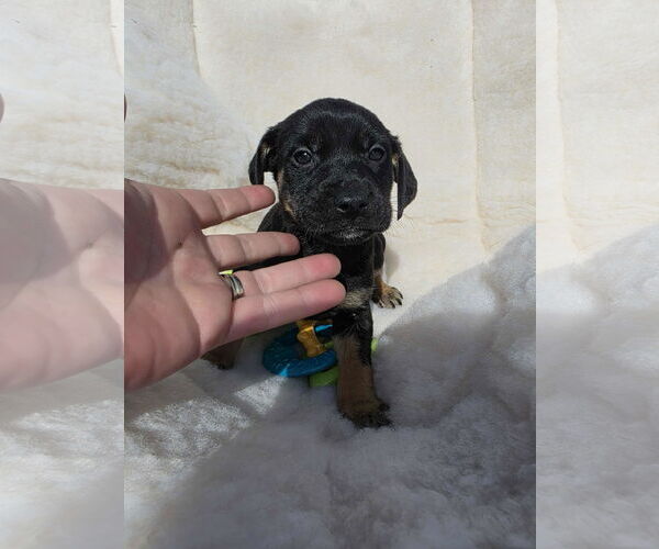 Medium Photo #3 Boxador Puppy For Sale in SHERBURNE, NY, USA