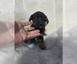Small #2 Boxador