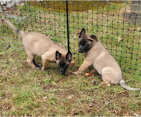 Medium Photo #9 German Shepherd Dog-Unknown Mix Puppy For Sale in Seattle, WA, USA