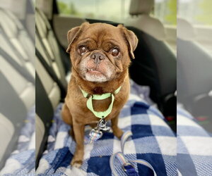 Pug Dogs for adoption in Dumont, NJ, USA