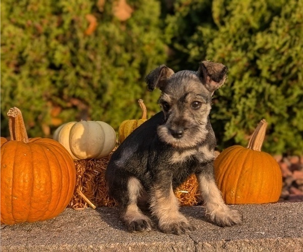 Medium Photo #43 Schnauzer (Miniature) Puppy For Sale in GOSHEN, IN, USA