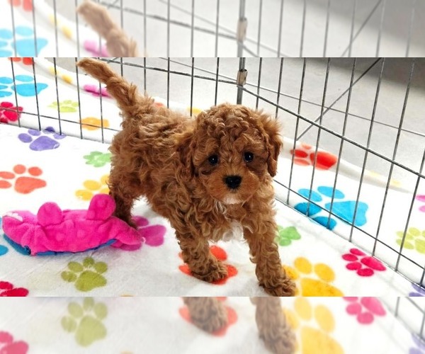 Medium Photo #2 Cavapoo (Miniature)-Poodle (Toy) Mix Puppy For Sale in ORO VALLEY, AZ, USA
