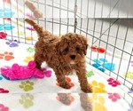 Small #1 Cavapoo (Miniature)-Poodle (Toy) Mix