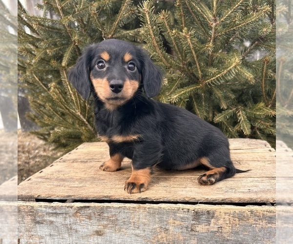 Medium Photo #1 Dachshund Puppy For Sale in MIDDLEBURY, IN, USA