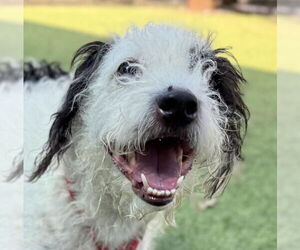 Mutt Dogs for adoption in Lake Forest, CA, USA