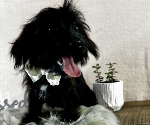 Medium Photo #4 YorkiePoo Puppy For Sale in NAPPANEE, IN, USA