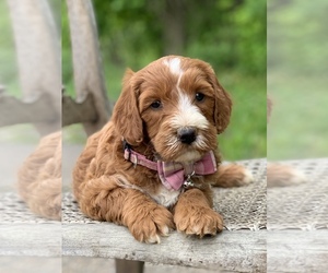 Irish Doodle Puppy for Sale in WOOSTER, Ohio USA