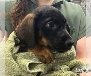 Ernest - Male Labrador Retriever-Unknown Mix Dog for Adoption - Photo #2