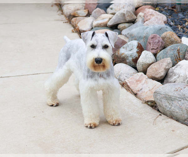 Medium Photo #4 Schnauzer (Miniature) Puppy For Sale in SYRACUSE, IN, USA