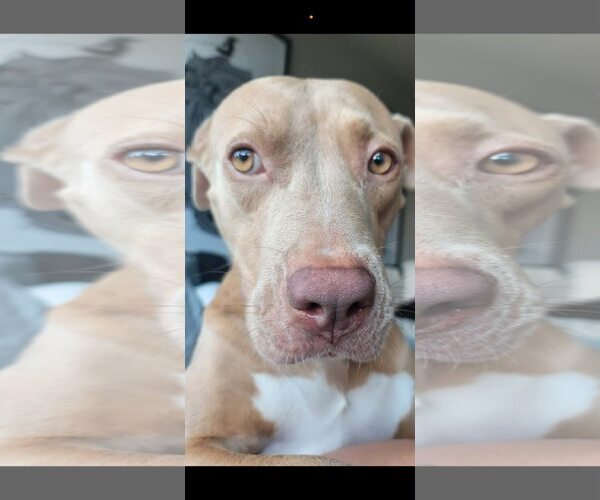 Medium Photo #3 American Staffordshire Terrier-Labrador Retriever Mix Puppy For Sale in Dallas, TX, USA