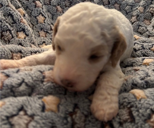 Medium Photo #10 Bernedoodle (Miniature) (+ Poodle Miniature) Puppy For Sale in TRAVELERS REST, SC, USA