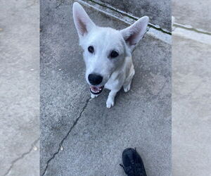 Siberian Husky-Unknown Mix Dogs for adoption in Elmsford, NY, USA