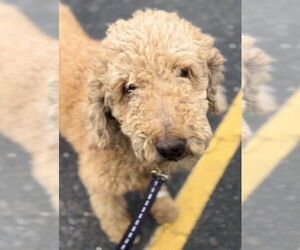 Golden Retriever Dogs for adoption in Studio City, CA, USA