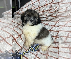 ShihPoo Puppy for sale in FRANKLIN, IN, USA