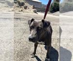 Small American Pit Bull Terrier Mix