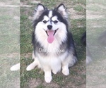 Small Photo #1 Pomsky Puppy For Sale in SAVOY, MA, USA
