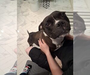 Apple - Female Mutt Dog for Adoption - Photo #2
