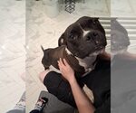 Small #1 Mutt