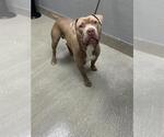 Small Mutt