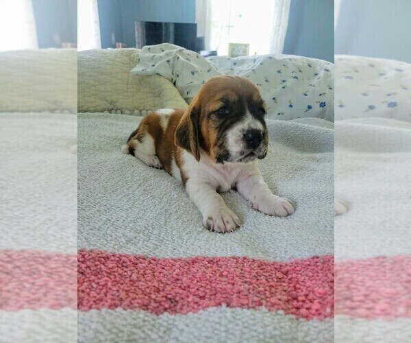 Medium Photo #2 Basset Hound Puppy For Sale in PETERSBURG, IN, USA
