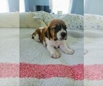 Small #1 Basset Hound