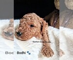 Small Photo #87 Goldendoodle (Miniature) Puppy For Sale in GASTONIA, NC, USA