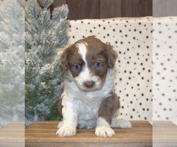 Medium Photo #14 Aussiedoodle Miniature  Puppy For Sale in NEWBERRY, IN, USA