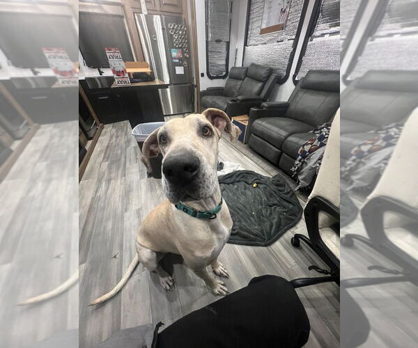 Medium Photo #4 Great Dane-Unknown Mix Puppy For Sale in Bullard, TX, USA