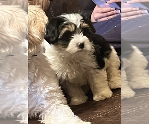 Cavachon-Morkie Mix Puppy for sale in CHESTER, VA, USA
