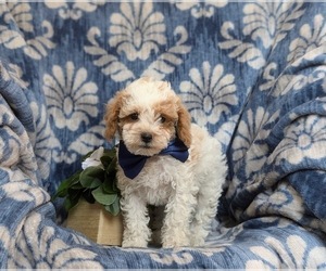 Poodle (Toy) Puppy for sale in OXFORD, PA, USA