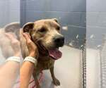 Small #5 Staffordshire Bull Terrier Mix