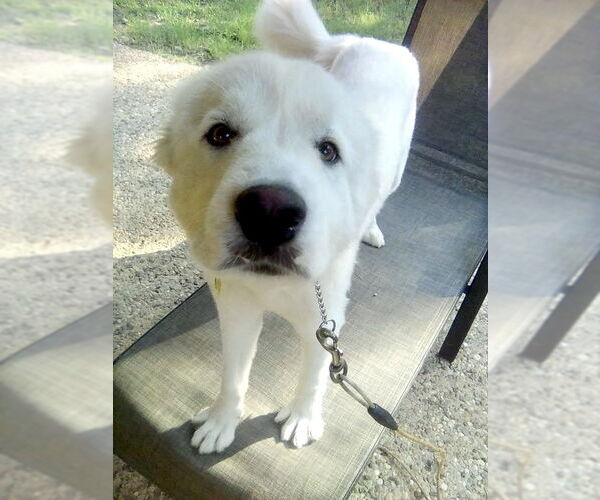 Medium Photo #7 Great Pyrenees Puppy For Sale in Spring, TX, USA