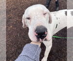 Small #7 Great Dane