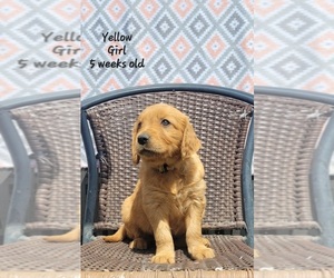 Golden Retriever Puppy for sale in COULEE CITY, WA, USA
