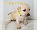 Puppy 3 Labrador Retriever