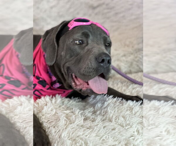 Medium Photo #9 Mutt Puppy For Sale in Goodyear, AZ, USA