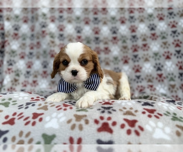 Medium Photo #1 Cavalier King Charles Spaniel Puppy For Sale in LAKELAND, FL, USA