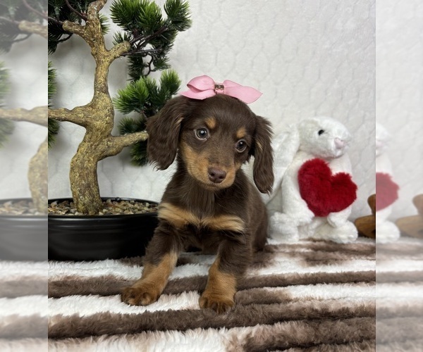 Medium Photo #1 Dachshund Puppy For Sale in FRANKLIN, IN, USA