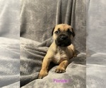 Small Photo #6 Boerboel Puppy For Sale in SUGAR LAND, TX, USA