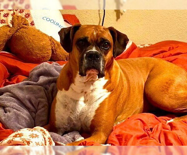 Medium Photo #2 Boxer Puppy For Sale in Austin, TX, USA