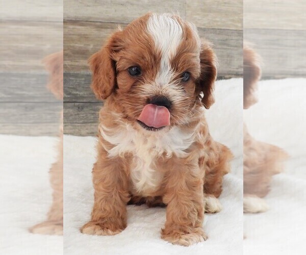 Medium Photo #6 Cavapoo Puppy For Sale in CARLISLE, KY, USA